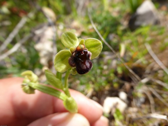 Ophrys bombyliflora Link Orchidaceae Ophrys bombyx