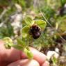 Ophrys bombyliflora