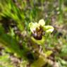 Ophrys bombyliflora Link Orchidaceae Ophrys bombyx