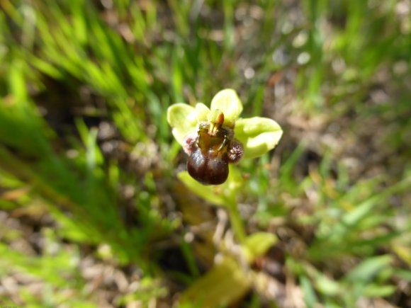 Ophrys bombyliflora Link Orchidaceae Ophrys bombyx