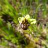 Ophrys bombyliflora Link Orchidaceae Ophrys bombyx