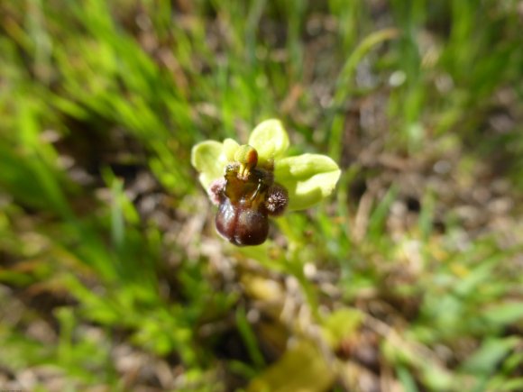 Ophrys bombyliflora Link Orchidaceae Ophrys bombyx