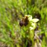 Ophrys bombyliflora Link Orchidaceae Ophrys bombyx