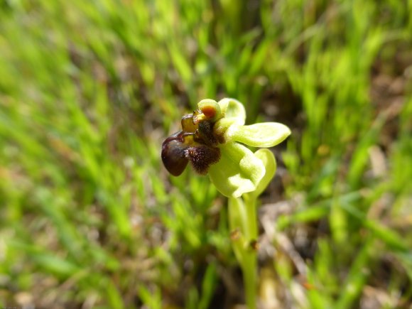 Ophrys bombyliflora Link Orchidaceae Ophrys bombyx