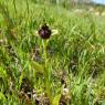 Ophrys bombyliflora Link Orchidaceae Ophrys bombyx