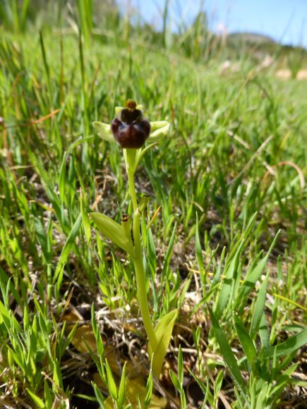 Ophrys bombyliflora Link Orchidaceae Ophrys bombyx