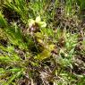 Ophrys bombyliflora Link Orchidaceae Ophrys bombyx