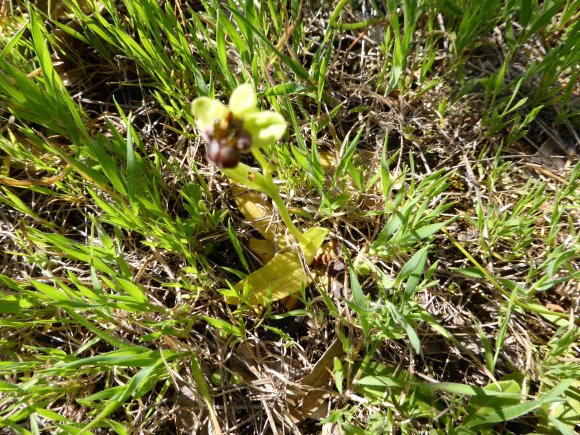 Ophrys bombyliflora Link Orchidaceae Ophrys bombyx