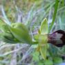 Ophrys lupercalis Devillers & Devillers-Tersch.