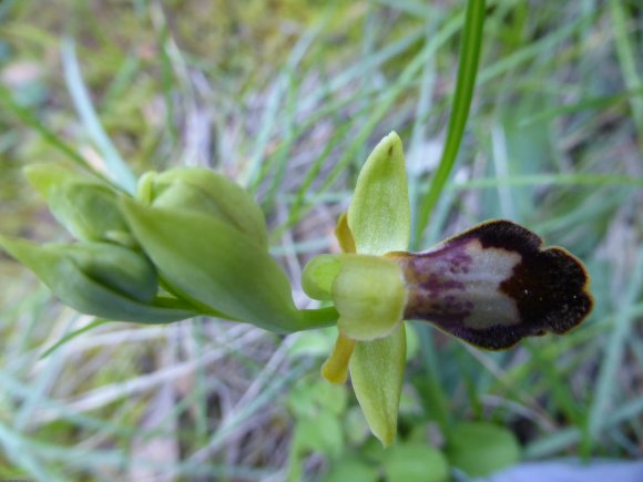 Ophrys lupercalis Devillers & Devillers-Tersch.