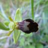 Ophrys lupercalis Devillers & Devillers-Tersch.