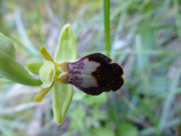 Ophrys lupercalis Devillers & Devillers-Tersch.