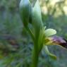 Ophrys lupercalis Devillers & Devillers-Tersch.