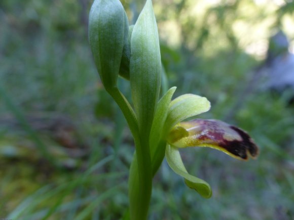 Ophrys lupercalis Devillers & Devillers-Tersch.