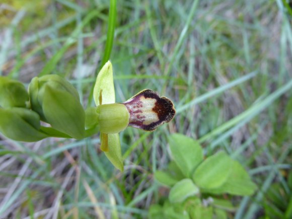 Ophrys lupercalis Devillers & Devillers-Tersch.