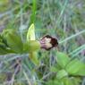 Ophrys lupercalis