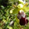 Ophrys lupercalis Devillers & Devillers-Tersch.