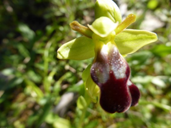 Ophrys lupercalis Devillers & Devillers-Tersch.