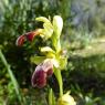 Ophrys lupercalis Devillers & Devillers-Tersch.