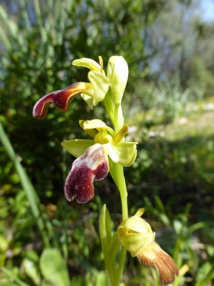 Ophrys lupercalis Devillers & Devillers-Tersch.