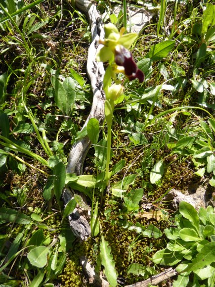 Ophrys lupercalis Devillers & Devillers-Tersch.