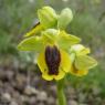 Ophrys lutea Cav. - Orchidaceae - Ophrys jaune