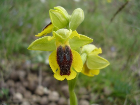 Ophrys lutea Cav. - Orchidaceae - Ophrys jaune