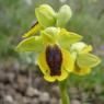 Ophrys lutea Cav. - Orchidaceae - Ophrys jaune