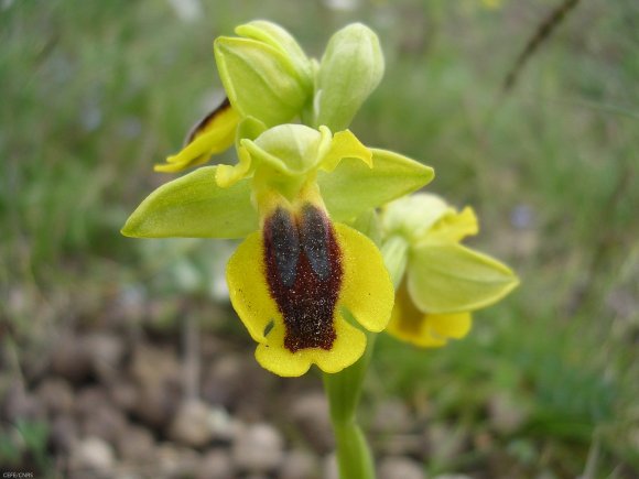 Ophrys lutea Cav. - Orchidaceae - Ophrys jaune