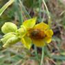 Ophrys lutea Cav. - Orchidaceae - Ophrys jaune