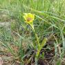 Ophrys lutea Cav. - Orchidaceae - Ophrys jaune