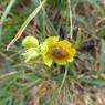 Ophrys lutea Cav. - Orchidaceae - Ophrys jaune