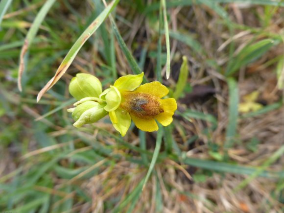 Ophrys lutea Cav. - Orchidaceae - Ophrys jaune