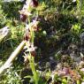 Ophrys morisii (Martelli) Soó Orchidaceae Ophrys de Moris