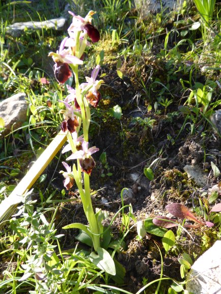 Ophrys morisii (Martelli) Soó Orchidaceae Ophrys de Moris