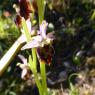 Ophrys morisii (Martelli) Soó Orchidaceae Ophrys de Moris