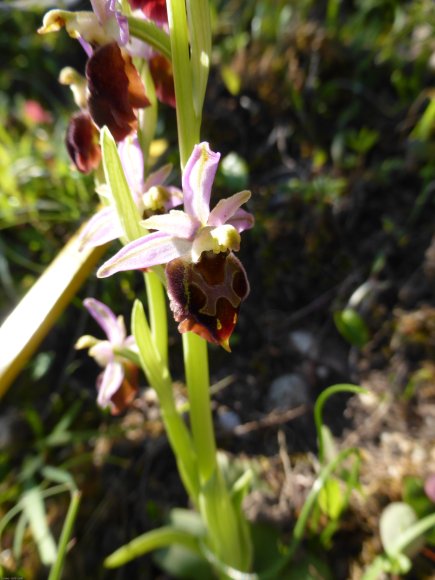 Ophrys morisii (Martelli) Soó Orchidaceae Ophrys de Moris