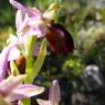 Ophrys morisii (Martelli) Soó Orchidaceae Ophrys de Moris