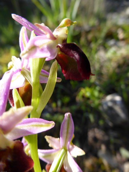 Ophrys morisii (Martelli) Soó Orchidaceae Ophrys de Moris