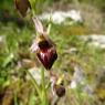 Ophrys morisii (Martelli) Soó Orchidaceae Ophrys de Moris