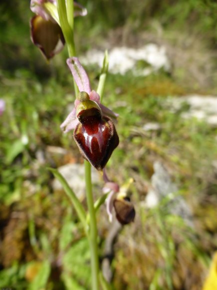 Ophrys morisii (Martelli) Soó Orchidaceae Ophrys de Moris