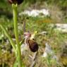 Ophrys morisii (Martelli) Soó Orchidaceae Ophrys de Moris