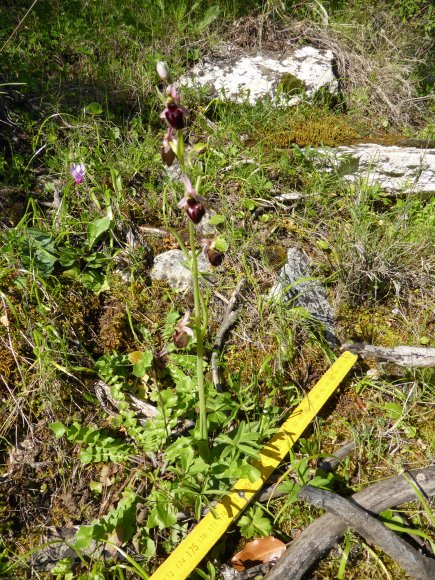 Ophrys morisii (Martelli) Soó Orchidaceae Ophrys de Moris