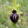 Ophrys passionis Sennen Orchidaceae Ophrys de la Passion