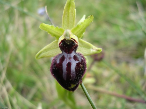 Ophrys passionis Sennen Orchidaceae Ophrys de la Passion