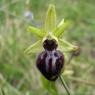 Ophrys passionis Sennen Orchidaceae Ophrys de la Passion
