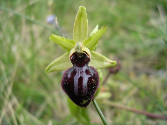 Ophrys passionis Sennen Orchidaceae Ophrys de la Passion