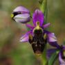 Ophrys picta Link Orchidaceae Ophrys peint