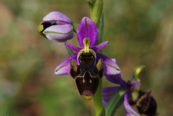 Ophrys picta Link Orchidaceae Ophrys peint