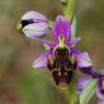 Ophrys picta Link Orchidaceae Ophrys peint